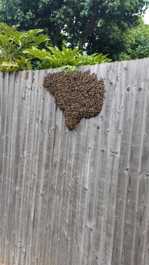 Wildflower Honey - 454g - Stone Age London